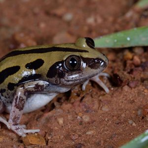 KASSINA SENEGALENSIS OTRAVĂ DE BRĂIȘTE