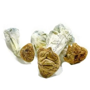 Ciuperci ale zeilor azteci