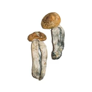 Ciupercă magică mexicană