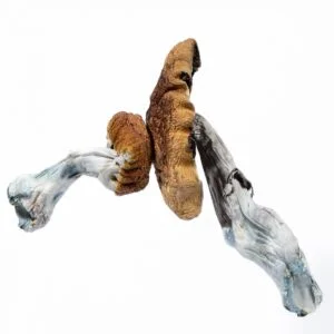 Ciupercă ticăloasă albastră