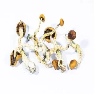 Ciuperci cambodgiene