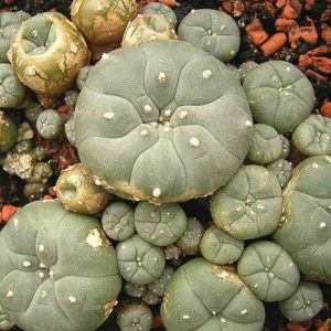 Cactusi mescaline de vânzare