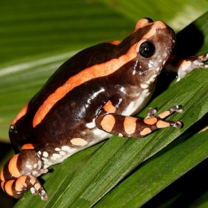 PHRYNOMANTIS BIFASCIATUS OTRAVĂ DE BRAIȘTE